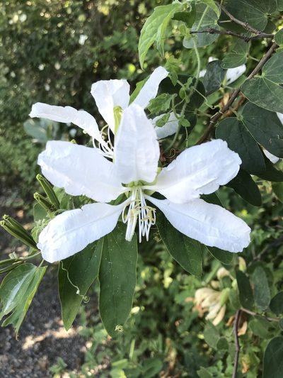 Bauhinia catingae, photographed by vitordematos12