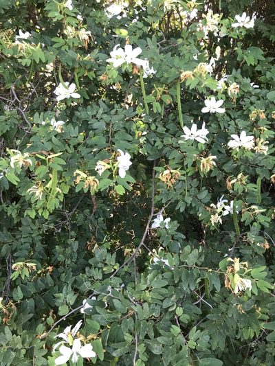 Bauhinia catingae, photographed by vitordematos12