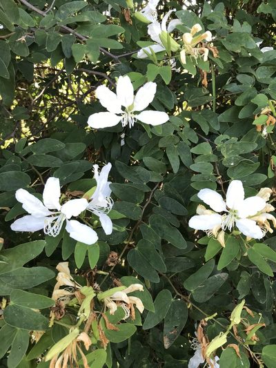 Bauhinia catingae, photographed by vitordematos12