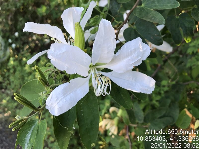 Bauhinia catingae, photographed by vitordematos12