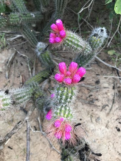 Arrojadoa rhodantha, photographed by vitordematos12