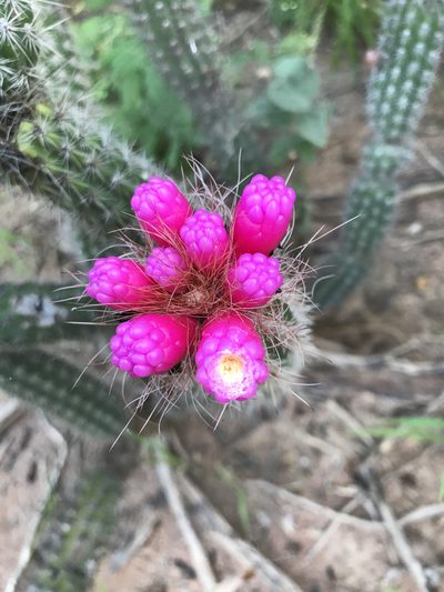 Arrojadoa rhodantha, photographed by vitordematos12