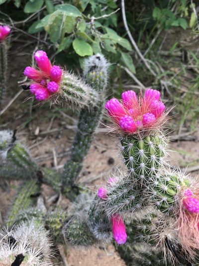 Arrojadoa rhodantha, photographed by vitordematos12