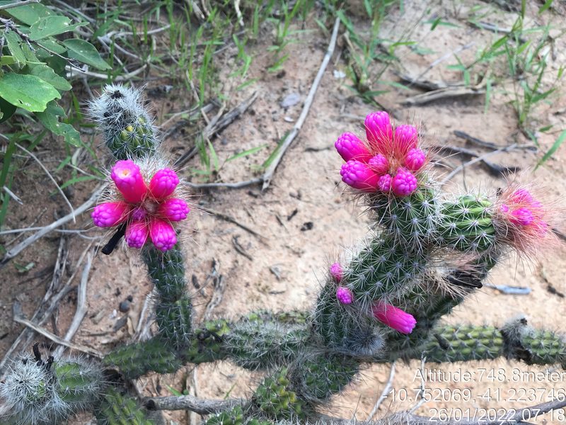 Arrojadoa rhodantha, photographed by vitordematos12