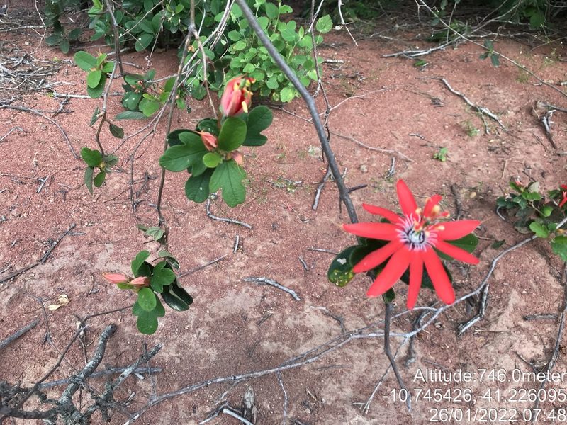 Passiflora luetzelburgii, photographed by vitordematos12