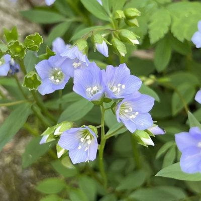 Polemonium reptans, photographed by Zygy