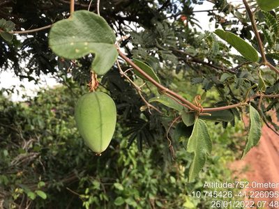 Passiflora luetzelburgii, photographed by vitordematos12