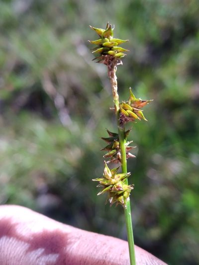 Carex atlantica, photographed by Scott Ward