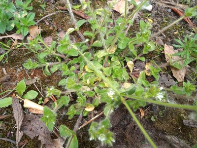 Cerastium glomeratum, photographed by Leanne Dempsey
