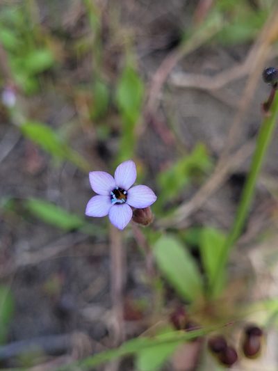 Gilia millefoliata, photographed by Mandy Hackney