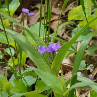 Tradescantia virginiana, photographed by Daniel S. Katz