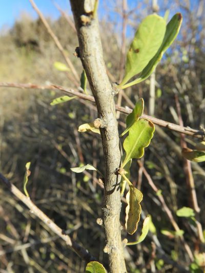 Schinus odonellii, photographed by Nicolas Olejnik
