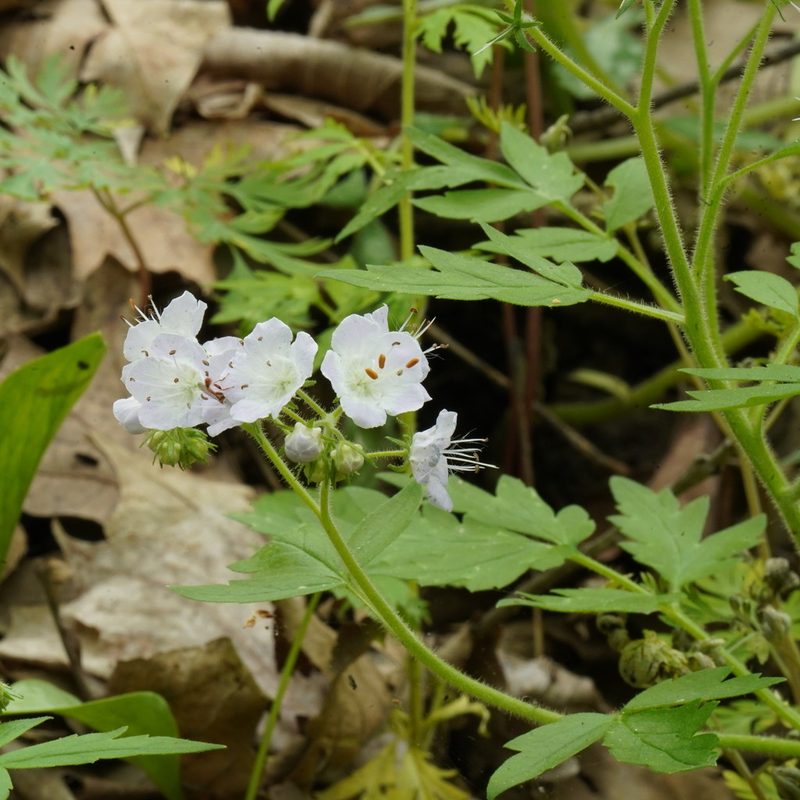 Phacelia bipinnatifida, photographed by Daniel S. Katz