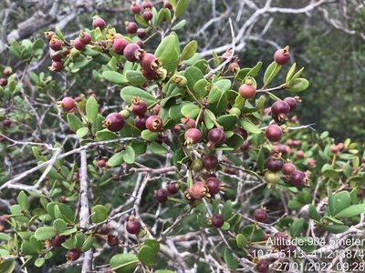 Algrizea macrochlamys, photographed by vitordematos12