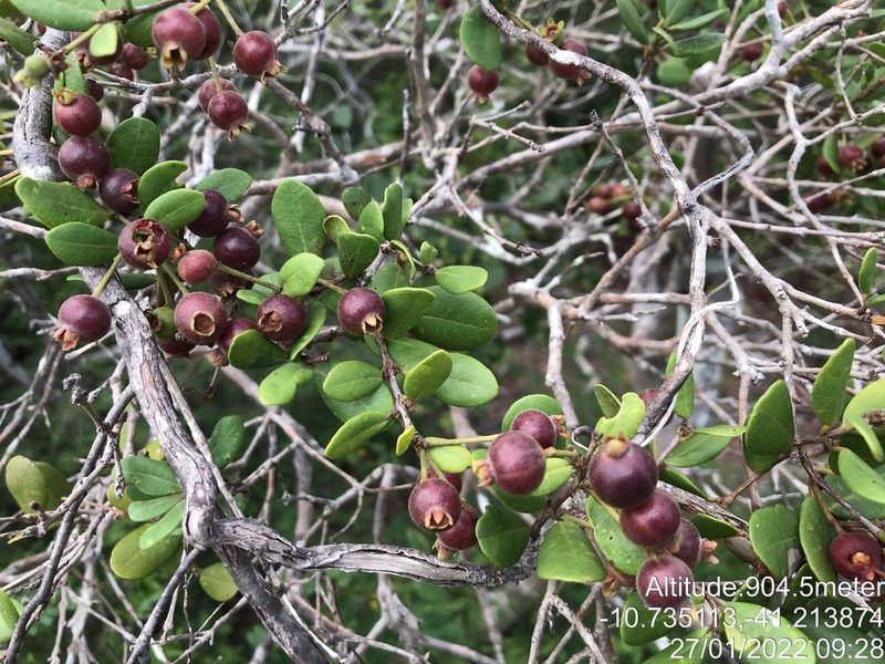 Algrizea macrochlamys, photographed by vitordematos12