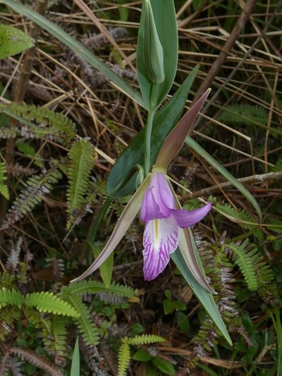 Cleistes rosea, photographed by Kai Squires