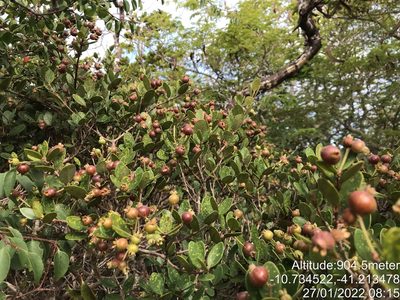 Algrizea macrochlamys, photographed by vitordematos12