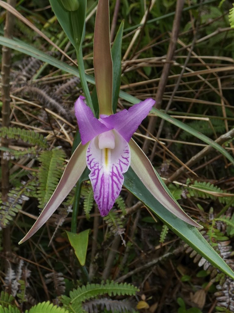 Cleistes rosea, photographed by Kai Squires