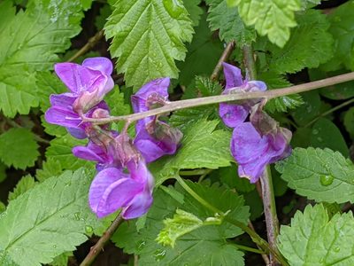 Lathyrus nevadensis, photographed by David Anderson