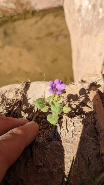 Phacelia sabulonum, photographed by Darrin Gobble