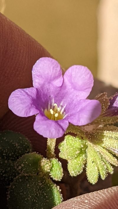 Phacelia sabulonum, photographed by Darrin Gobble