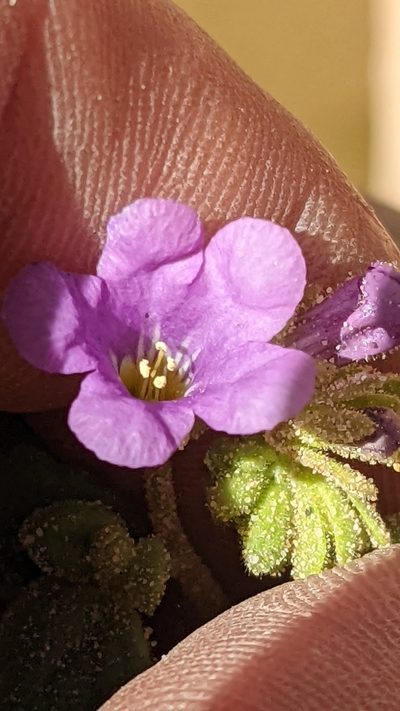 Phacelia sabulonum, photographed by Darrin Gobble
