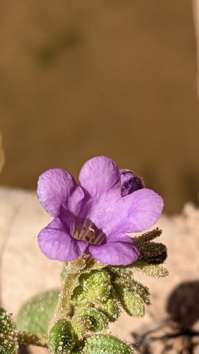 Phacelia sabulonum, photographed by Darrin Gobble