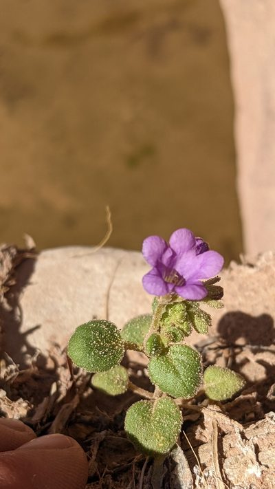 Phacelia sabulonum, photographed by Darrin Gobble