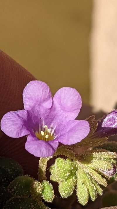 Phacelia sabulonum, photographed by Darrin Gobble