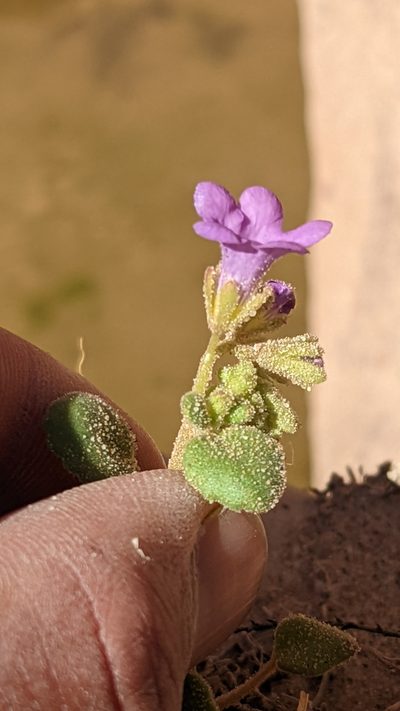 Phacelia sabulonum, photographed by Darrin Gobble