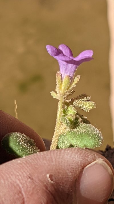 Phacelia sabulonum, photographed by Darrin Gobble