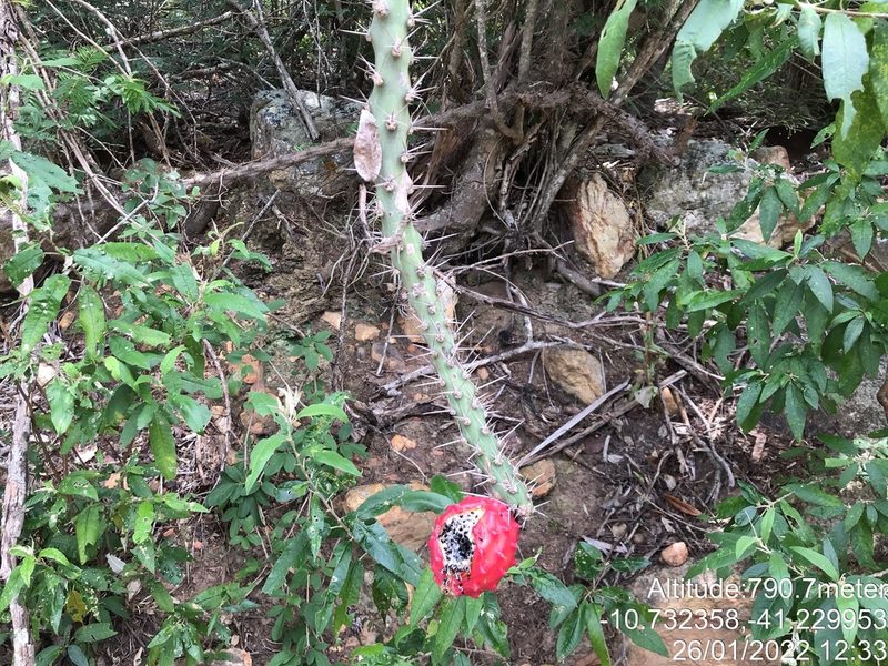 Harrisia adscendens, photographed by vitordematos12