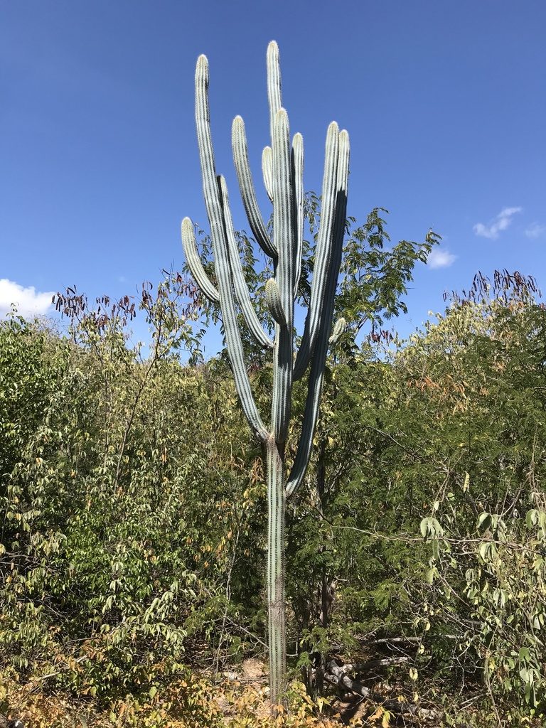 Pilosocereus pachycladus, photographed by vitordematos12
