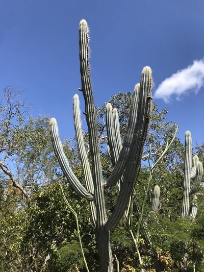 Pilosocereus pachycladus, photographed by vitordematos12