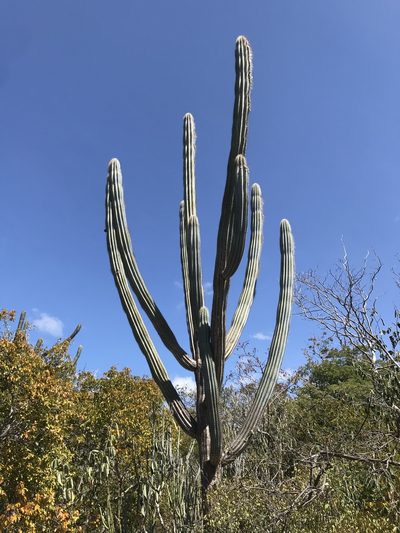 Pilosocereus pachycladus, photographed by vitordematos12