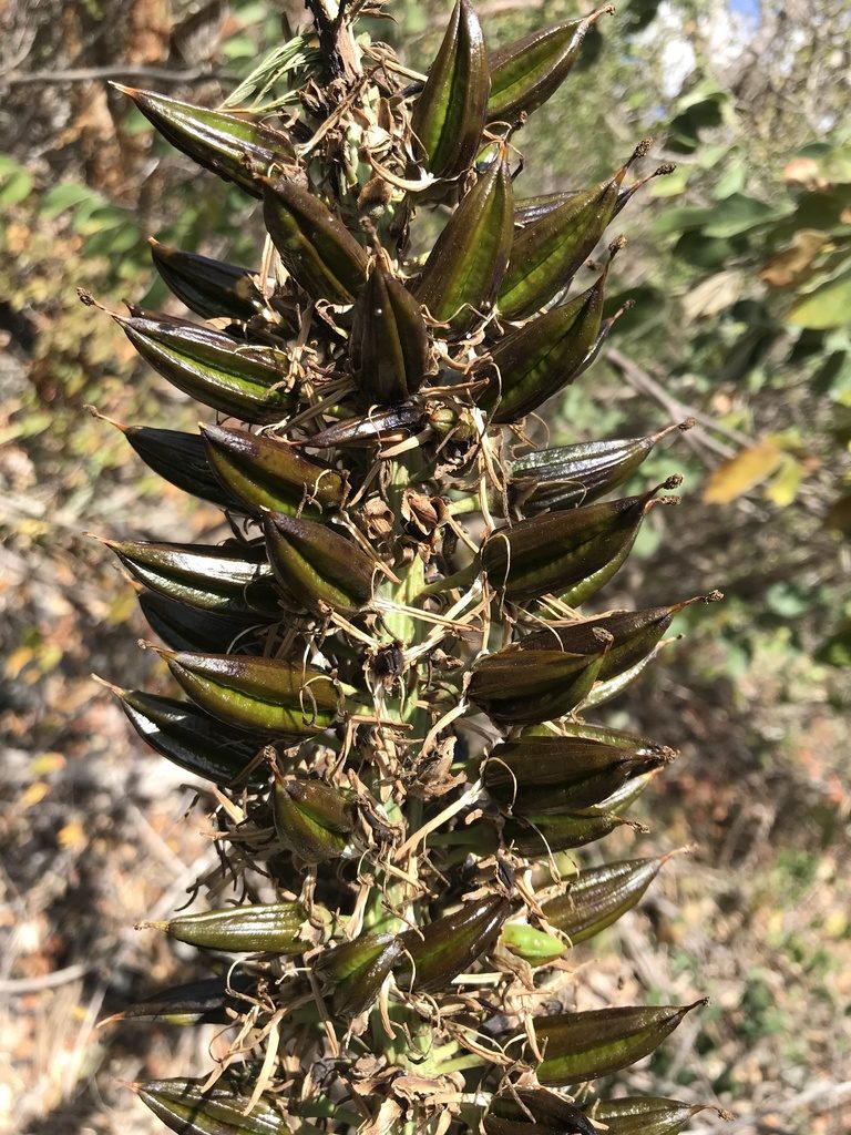Encholirium spectabile, photographed by vitordematos12