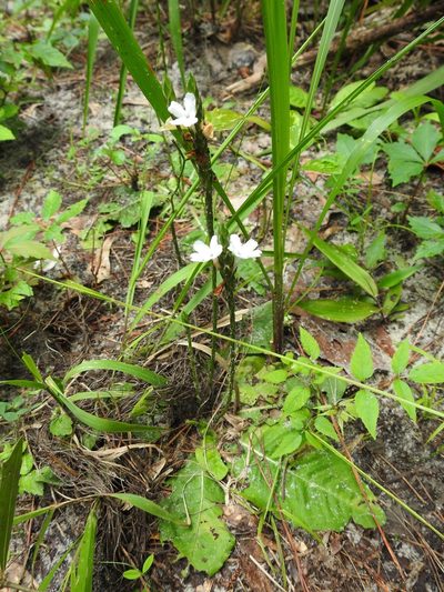 Elytraria caroliniensis, photographed by Laura Gaudette