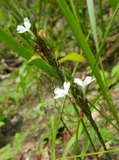 Elytraria caroliniensis, photographed by Laura Gaudette