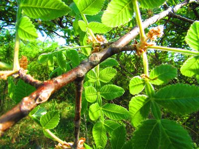 Bursera palmeri, photographed by Oscar Alejandro Morales Juárez