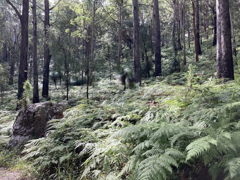 Xanthorrhoea malacophylla, photographed by Thomas Mesaglio