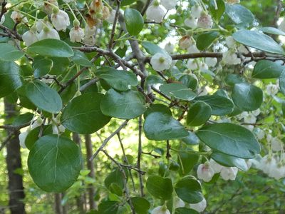Vaccinium arboreum, photographed by kcthetc1