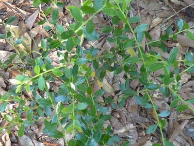 Vaccinium myrsinites, photographed by kcthetc1