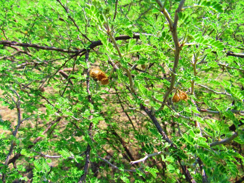 Mimosa monancistra, photographed by Oscar Alejandro Morales Juárez