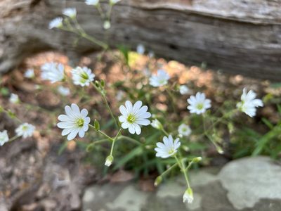 Cerastium velutinum, photographed by Annie Weissman