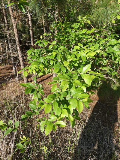 Vaccinium formosum, photographed by kcthetc1