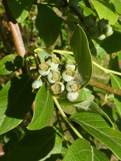 Vaccinium formosum, photographed by kcthetc1
