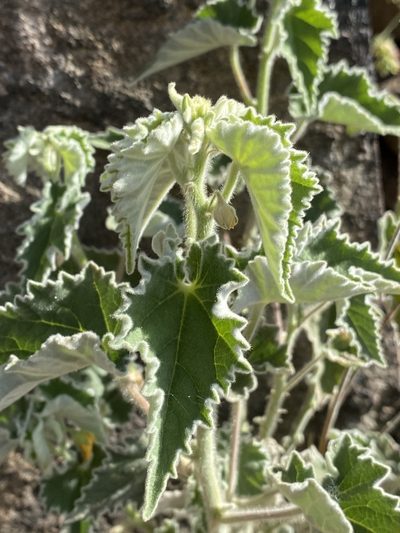 Abutilon parishii, photographed by Daniel McNair