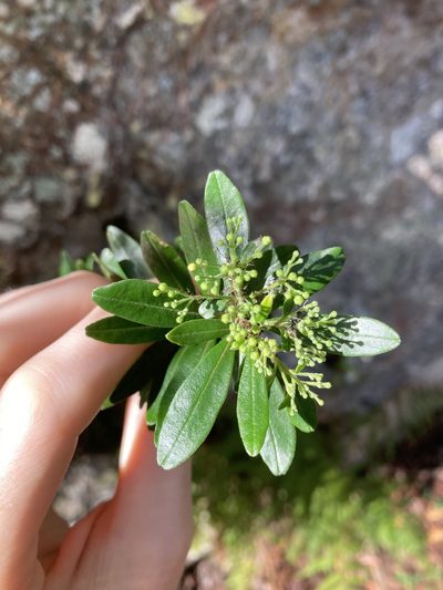 Leionema beckleri, photographed by Thomas Mesaglio