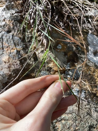 Dimorphochloa rigida, photographed by Thomas Mesaglio