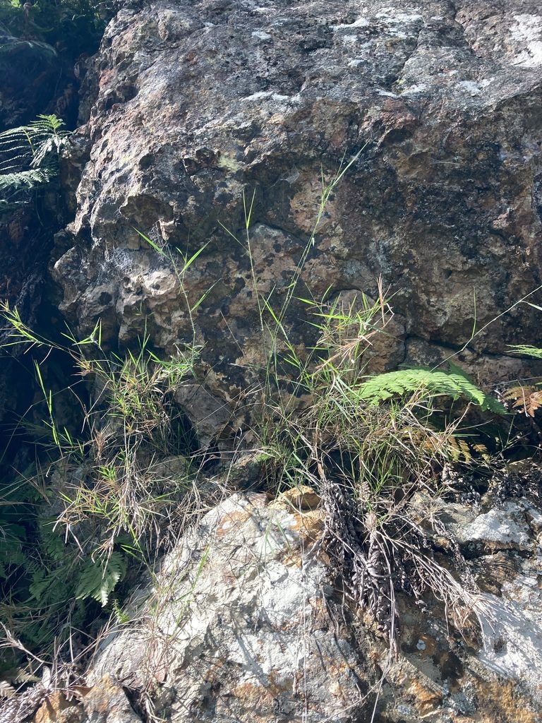 Dimorphochloa rigida, photographed by Thomas Mesaglio